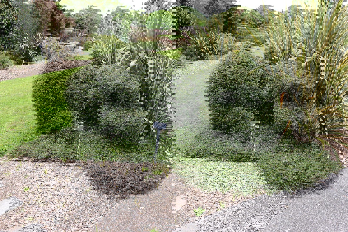 Coprosma Black Cloud (4).jpg
